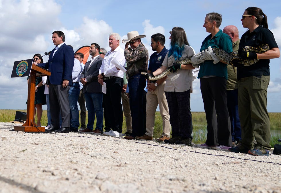 Florida Gov.  Ron DeSantis speaks at a media event where he announced registration for the 2022 Florida Python Challenge.