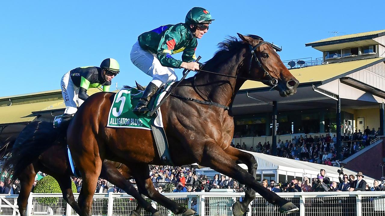 Alligator Blood has been banned from racing in the Victorian spring carnival.  Picture: Grant Peters–Trackside Photography