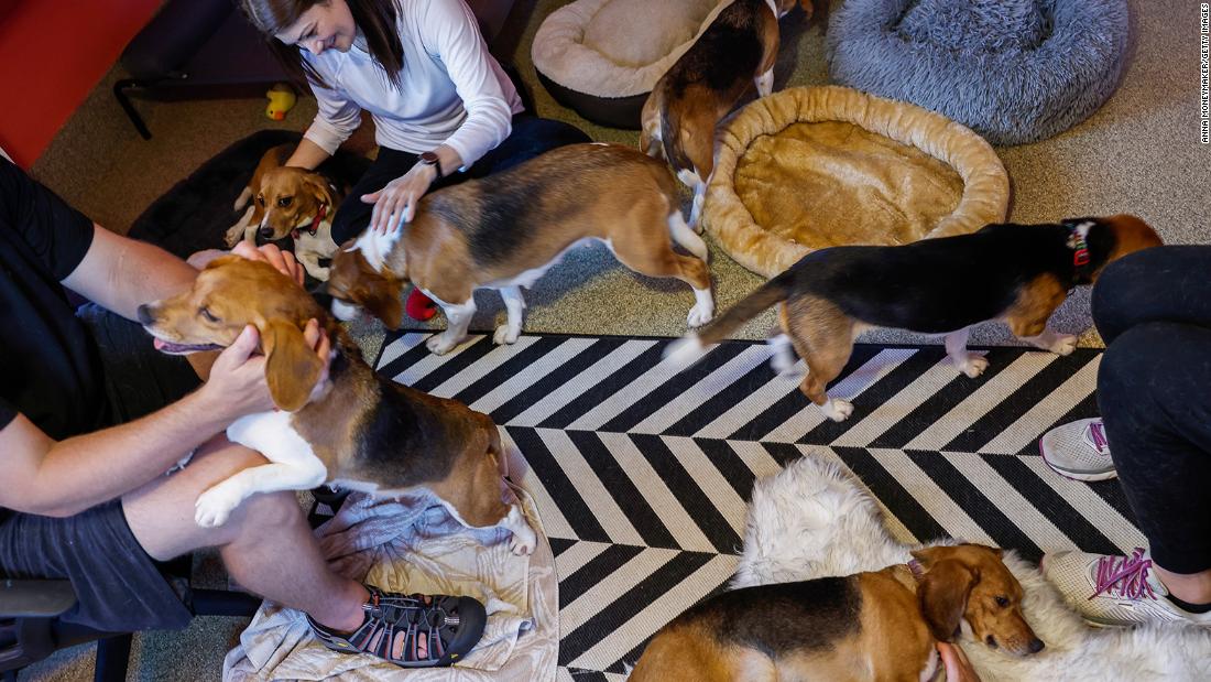 Around 4,000 beagles rescued from Virginia breeding facility looking for new homes