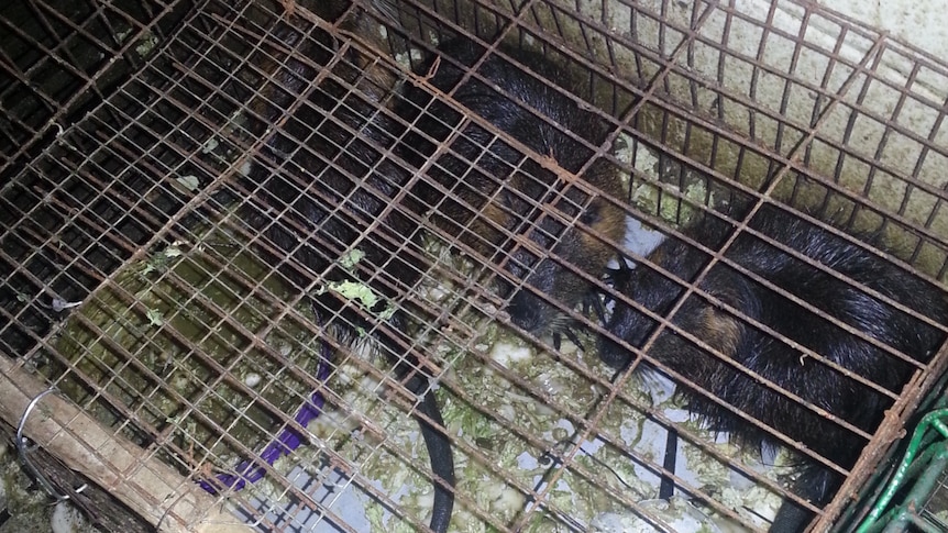 COVID-19 lab-leak theory debunked by Australian professor who has been dubbed 'the virus hunter'