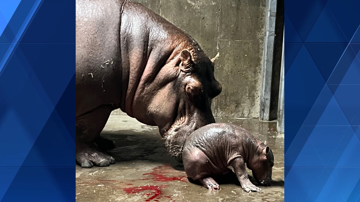 Cincinnati zoo's hippo Bibi gives birth to second hippo baby