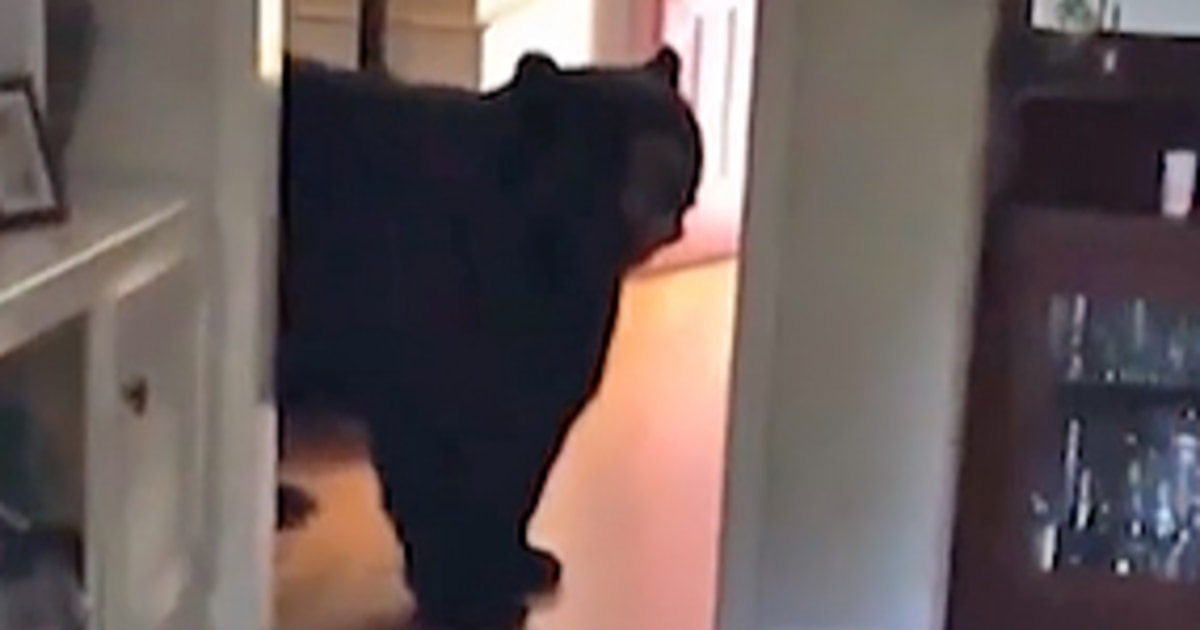 Connecticut man captures moment he discovers bear in his kitchen