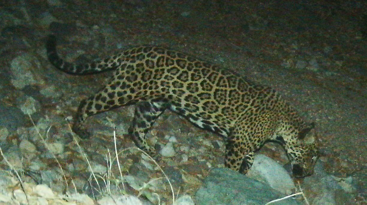 'El Jefe' the jaguar, famous in US, photographed in Mexico