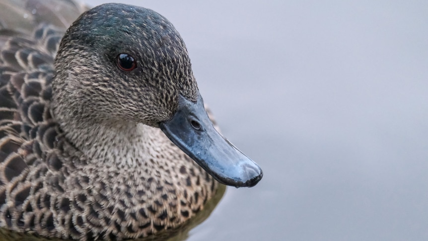 Very big close-up of a duck's head.