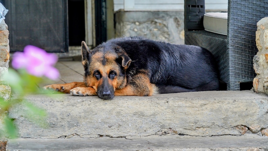 A very attractive German Shepherd resting on a front step with a purple flower near her face