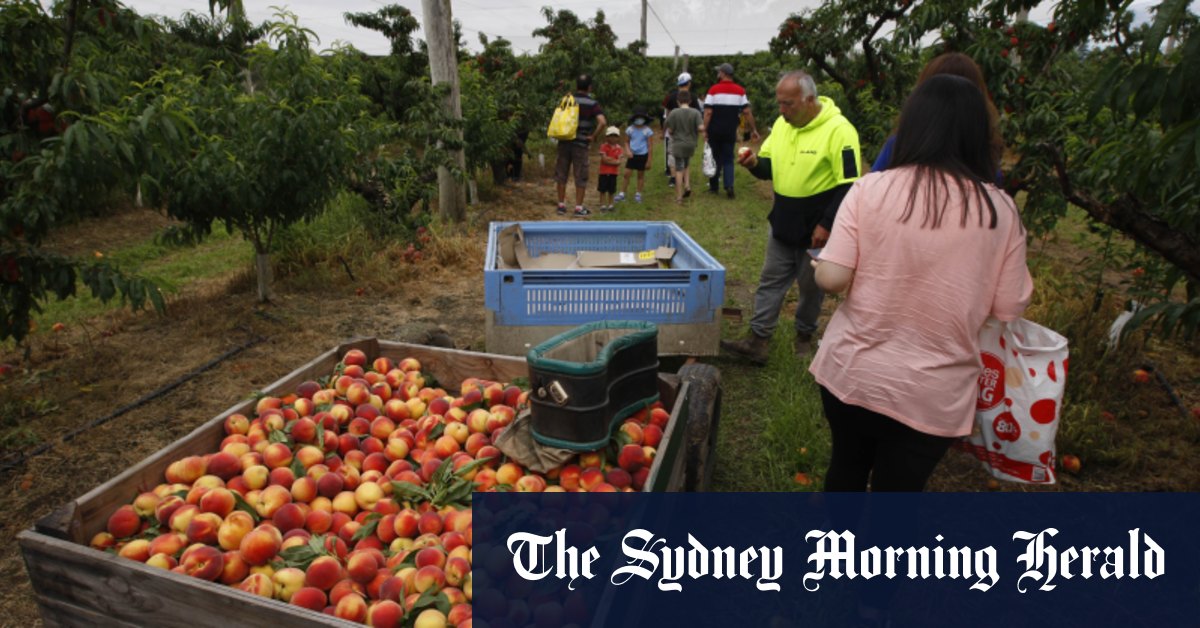 Farmers urge tax break for pensioners to unleash gray army of fruit pickers