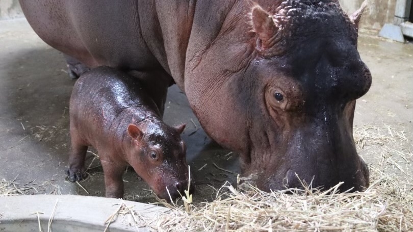 Fiona the Hippo gets new sibling : NPR