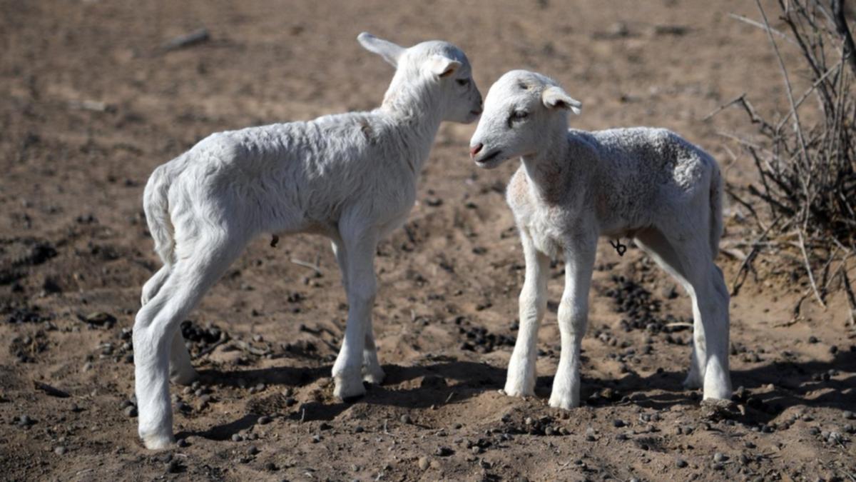 Floods and frozen lamb risk for inland NSW