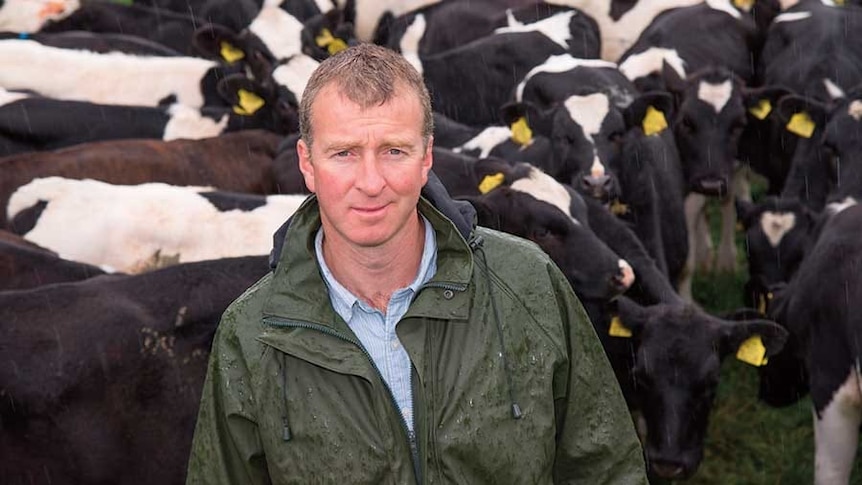 A man in a green wet weather jacket stands in front of a herd of black and white cows.