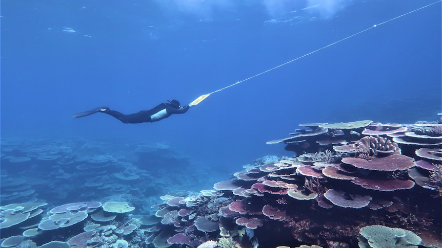 An underwater shot showing a scientist wearing a snorkel, holding a tow bar, and floating over a large expanse of corals.