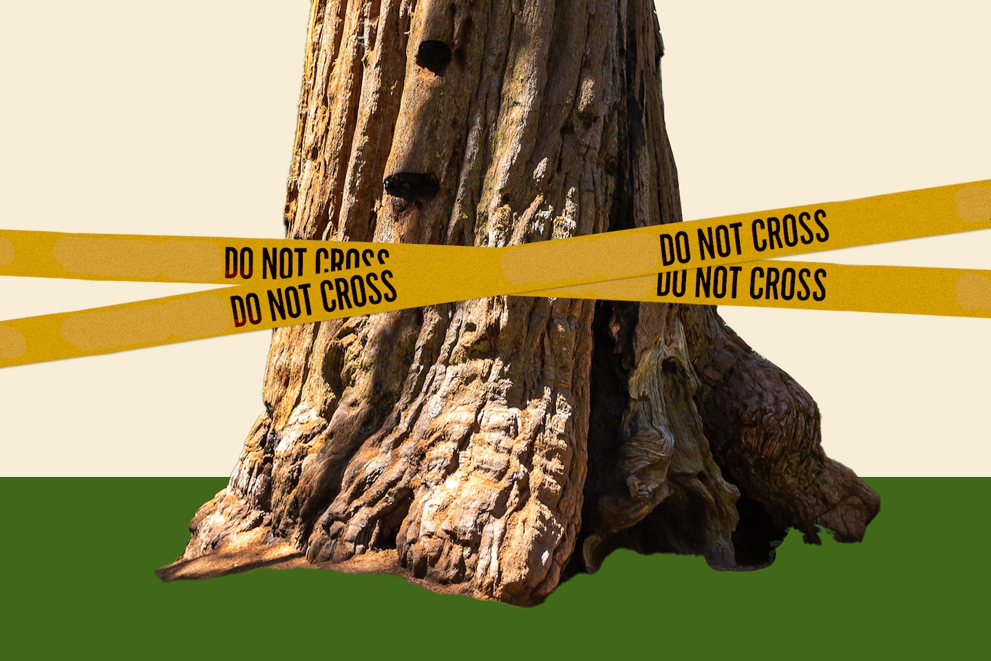 Hiking by world's tallest redwood tree now triggers a $5,000 fine