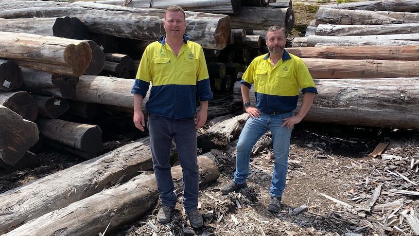 Hydrowood salvages drowned logs from the bottom of Tasmania's Lake Pieman and turns them into hardwood timber