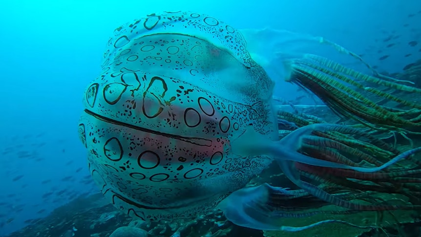 Jellyfish filmed by scuba diver off Papua New Guinea could be rare or new species