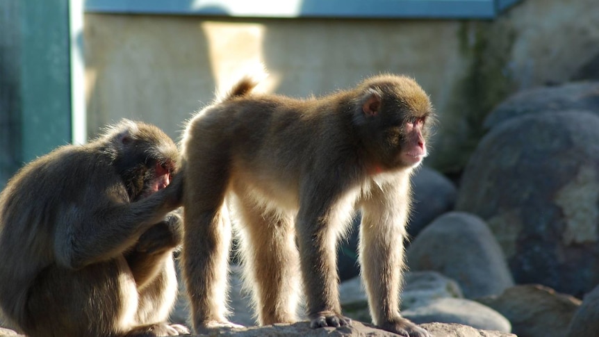 Launceston thief who scooped coins from monkey enclosure pond 'now at risk of herpes'