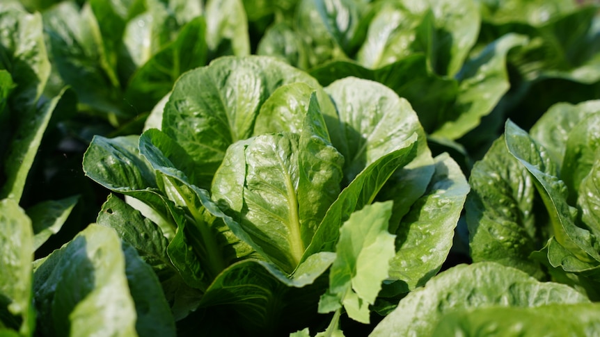 Close up shot of a head of cos lettuce