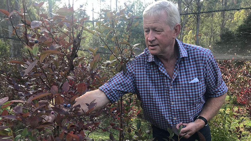 Market pain ahead as Tasmania fights losing battle on blueberry rust