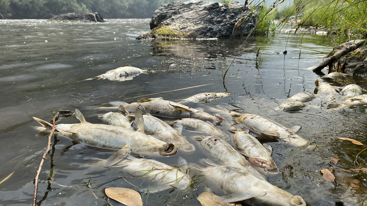 McKinney Fire in California suspected of killing tens of thousands of fish in Klamath River