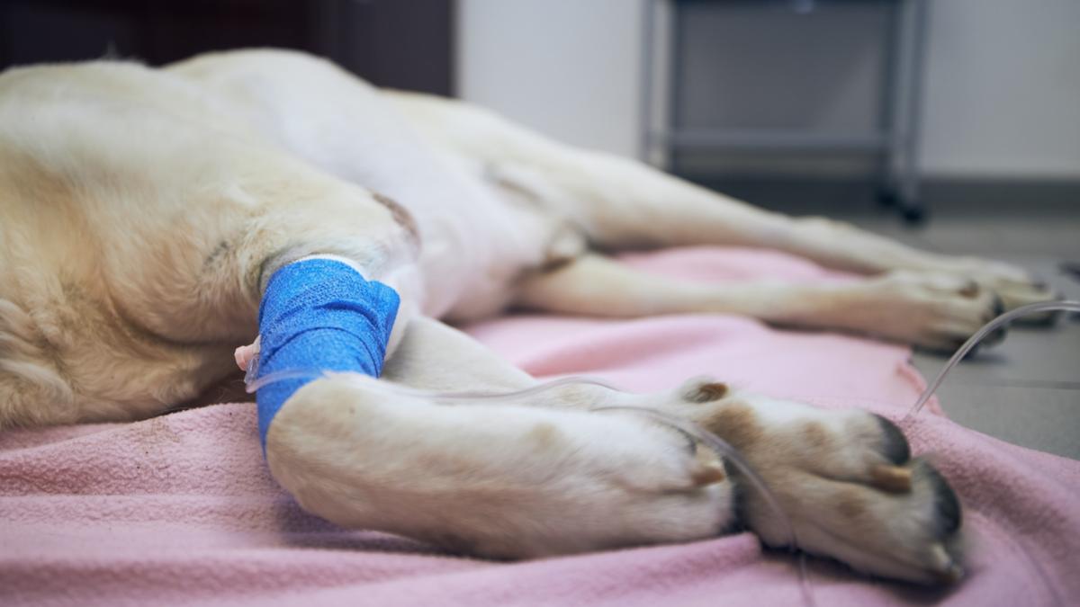 Mystery as several dogs die after visiting Queensland beaches