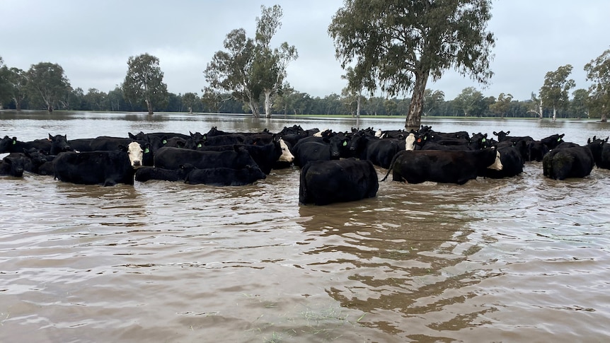 Lots of cattle in floodwaters surrounded by submerged trees.