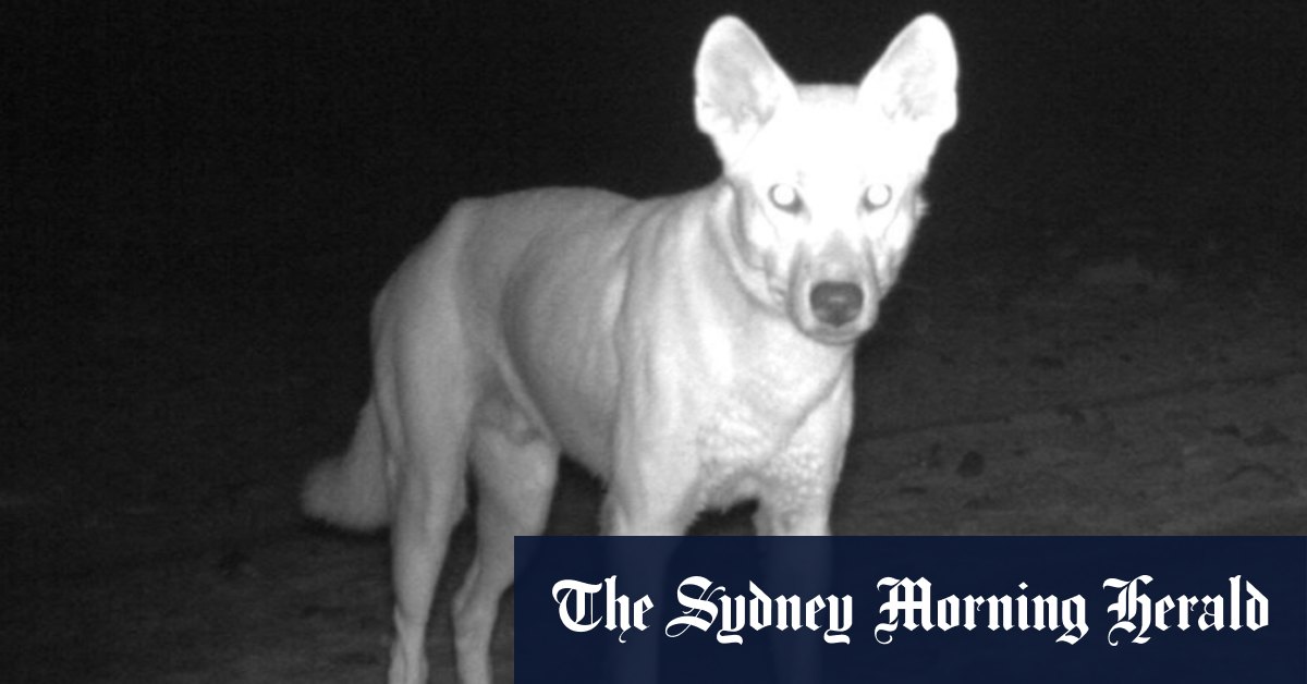 Pest animal numbers soar after rain, as farmers see increased activity