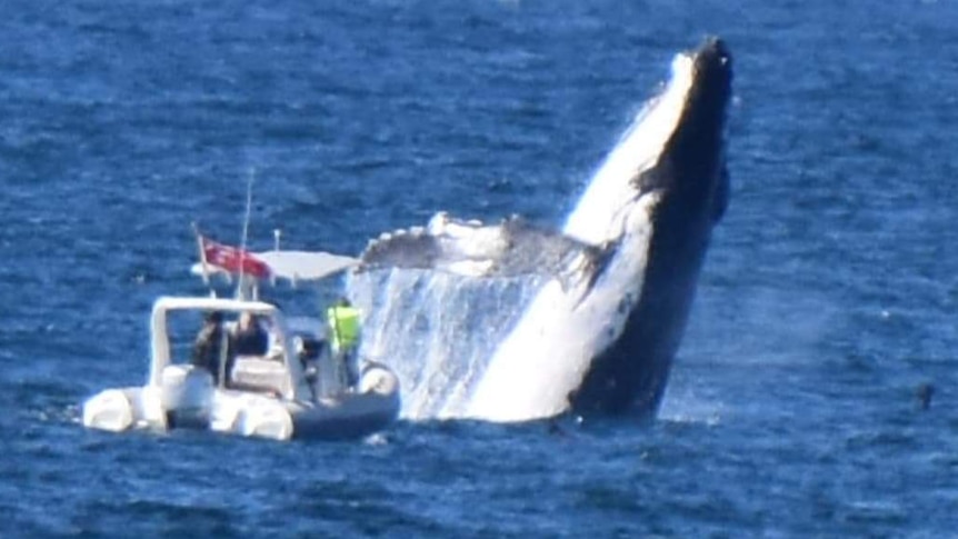 Whale breaching close to boat