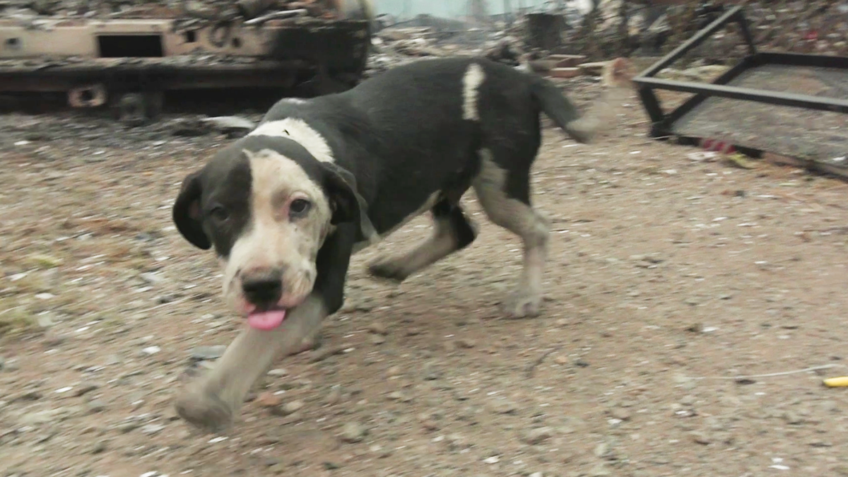 Puppy rescued from McKinney Fire near Klamath River