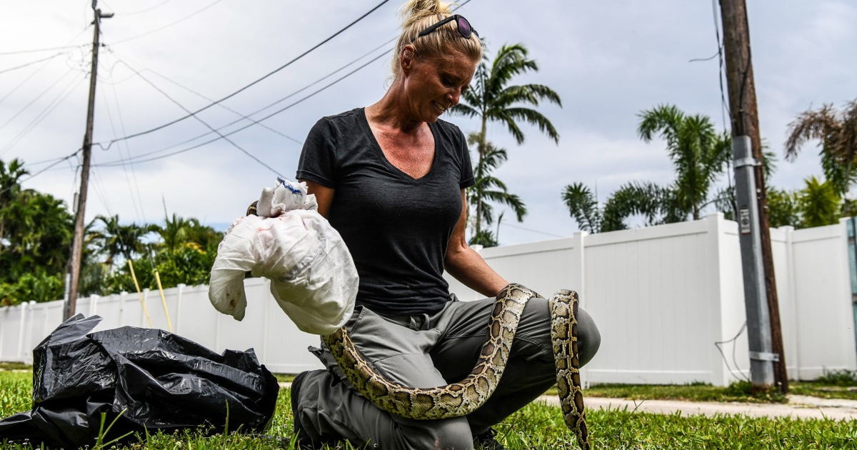 Pythons are eating alligators and everything else in Florida.  Snake hunters stand poised to help.