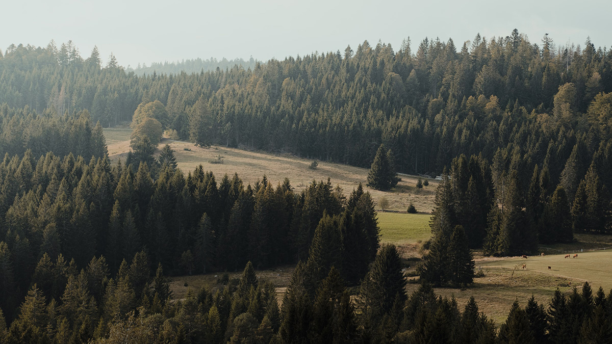 Scientists Bring Forests into the Internet of Things