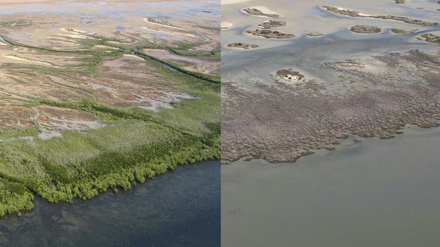 Scientists discover cause of catastrophic mangrove destruction in Gulf of Carpentaria