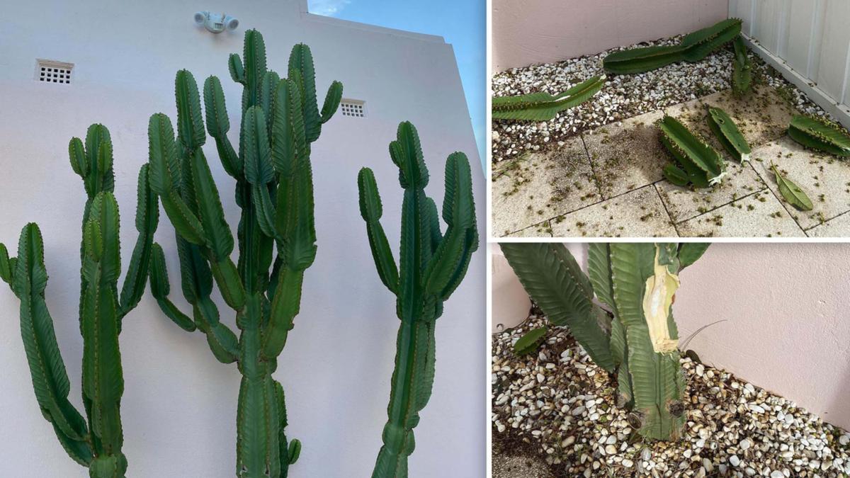 Swanbourne: Ginger Owl's cacti 'hacked down by vandals' for second time in just over a year