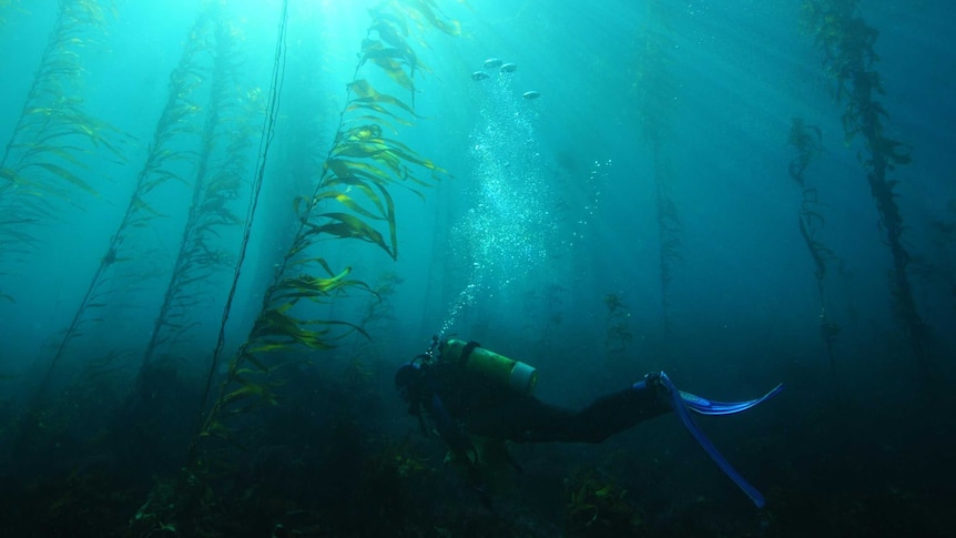 Kelp forest in Tasmania with fish and diver