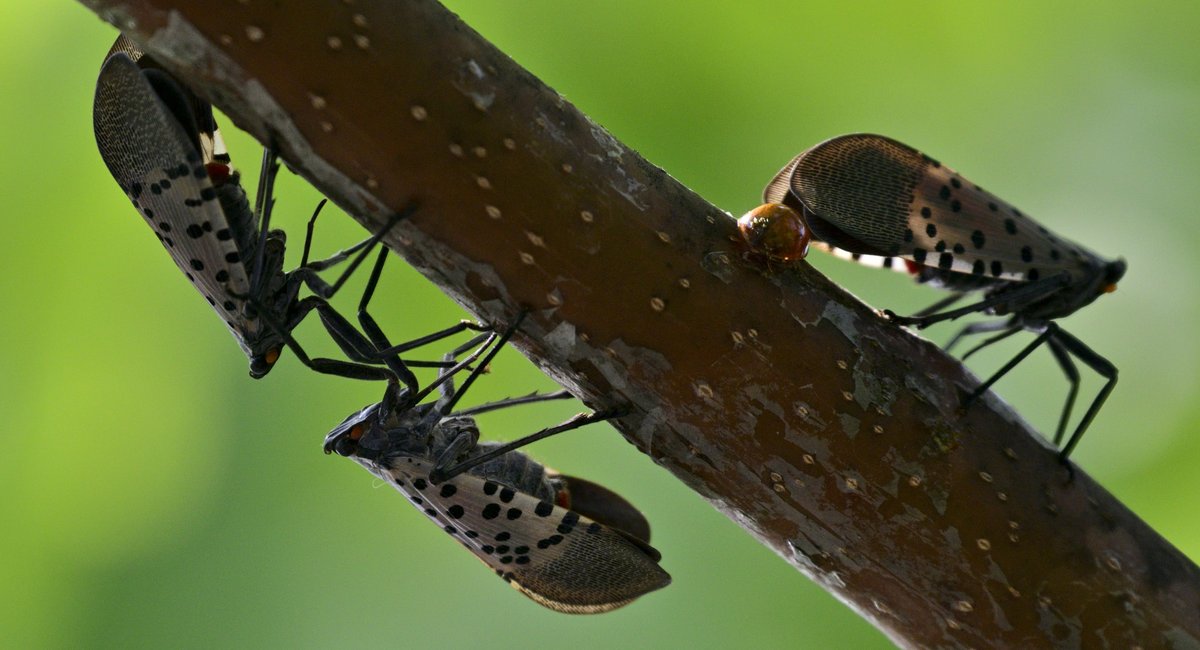 The plague of spotted lanternflies has descended on NY and NJ — but it may not be as bad as we thought