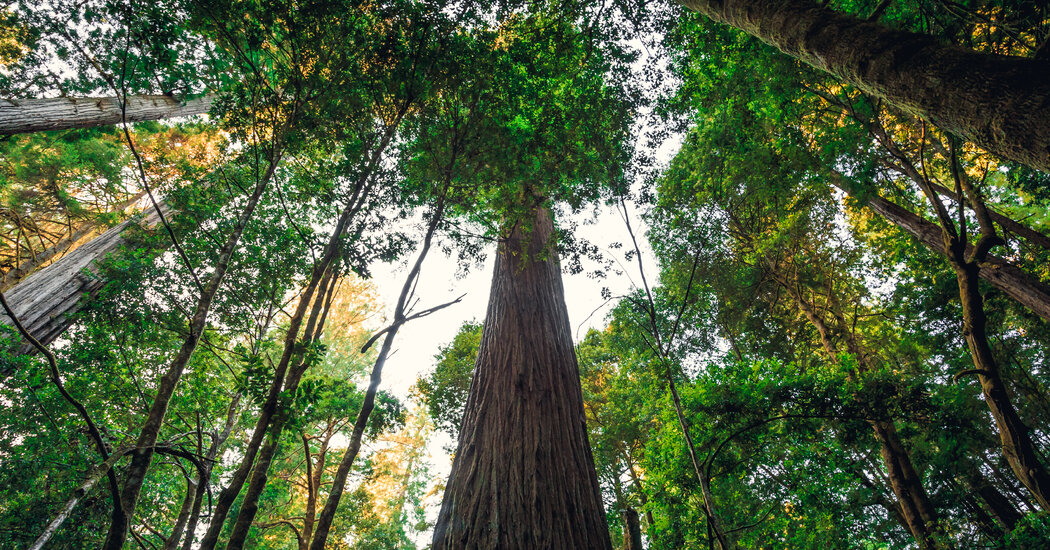 Thinking of Visiting the Hyperion, the World's Tallest Tree?  ThinkAgain.