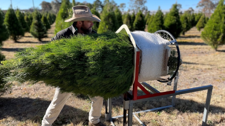 Brad Fraser puts a Christmas tree into a carrying mesh on his Queensland farm.