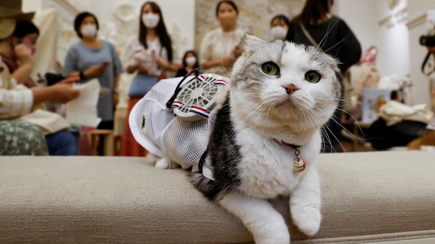 A white cat sits inside wearing a portable fan.