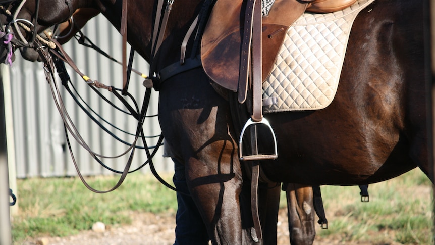 A generic close up of a horse kitted out saddle, standing near a metal shed.