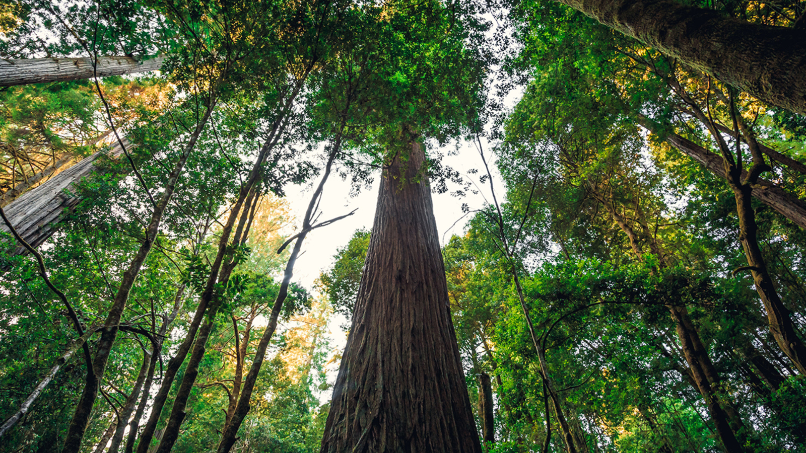 Visitors to the world's tallest tree Hyperion face $5,000 fines, according to California's Redwood National Park