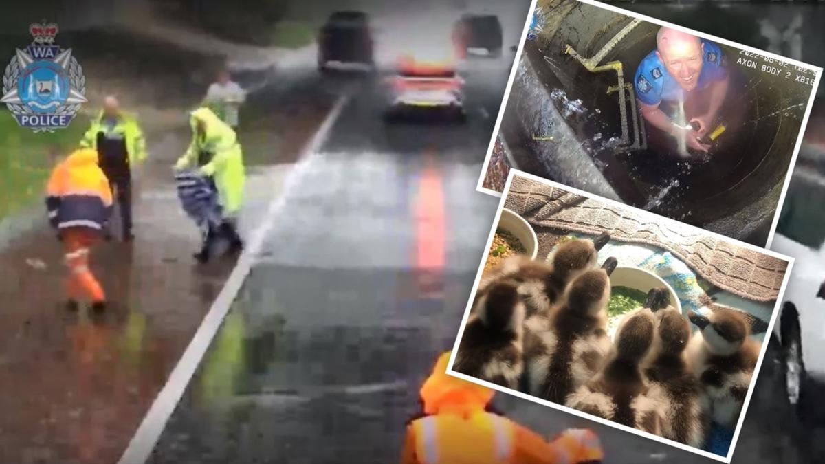 WA Police rescue ducklings in pouring rain on Perth's Mitchell Freeway