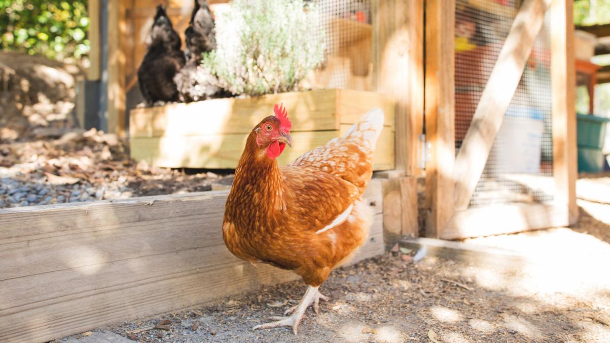 Why eggs from backyard chooks may be putting your family's health at risk