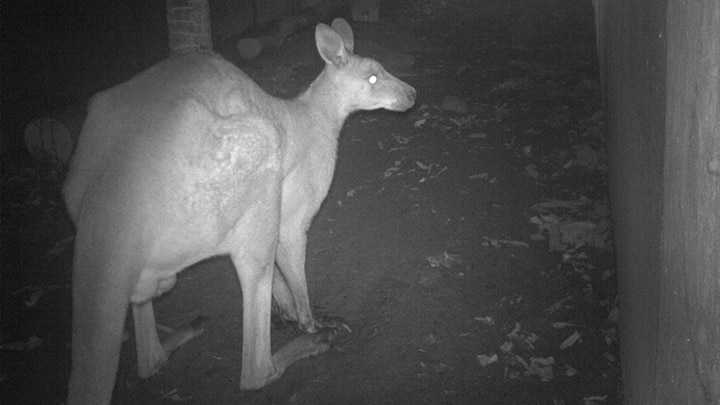 Wildlife does use highway underpasses, Southern Cross University study reveals